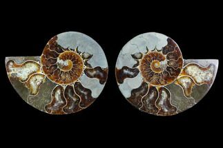 Sliced Ammonite Fossil - With Pyrite #123191