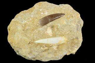 Fossil Plesiosaur Tooth & Enchodus Tooth - Morocco #121746