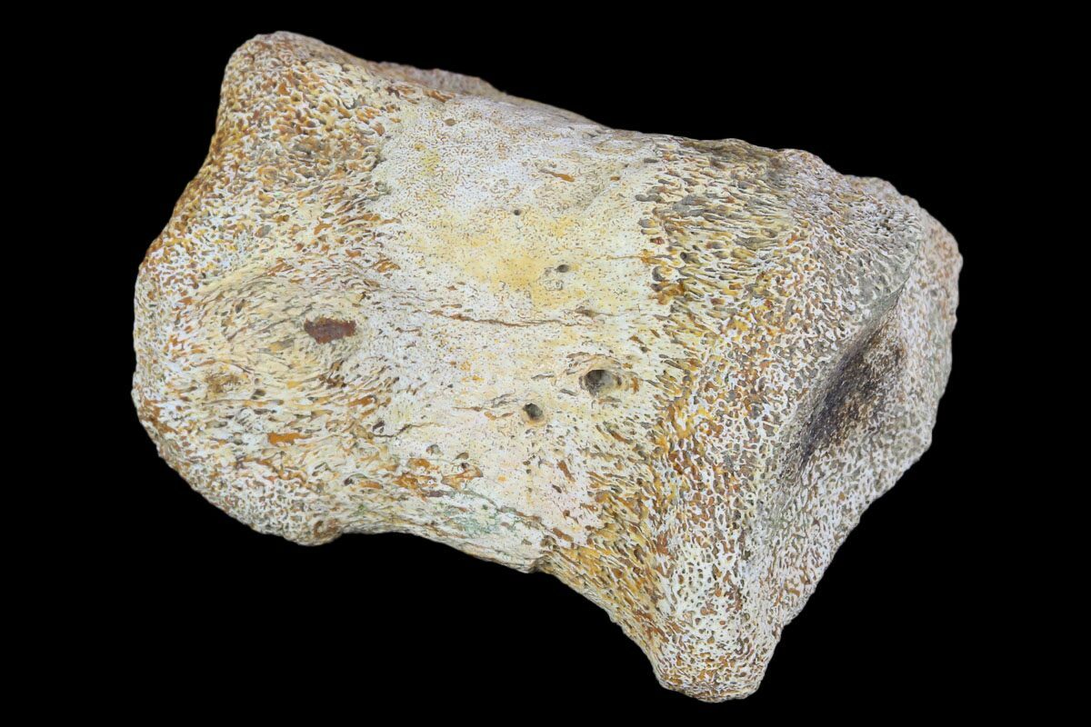 pachycephalosaurus bones