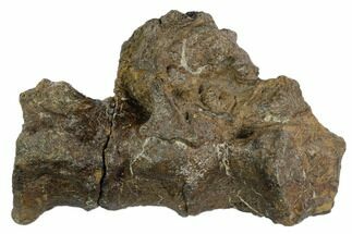 Three Articulated Igaunodon (Mantillisaurus) Sacral Vertebrae - Fossil #123556