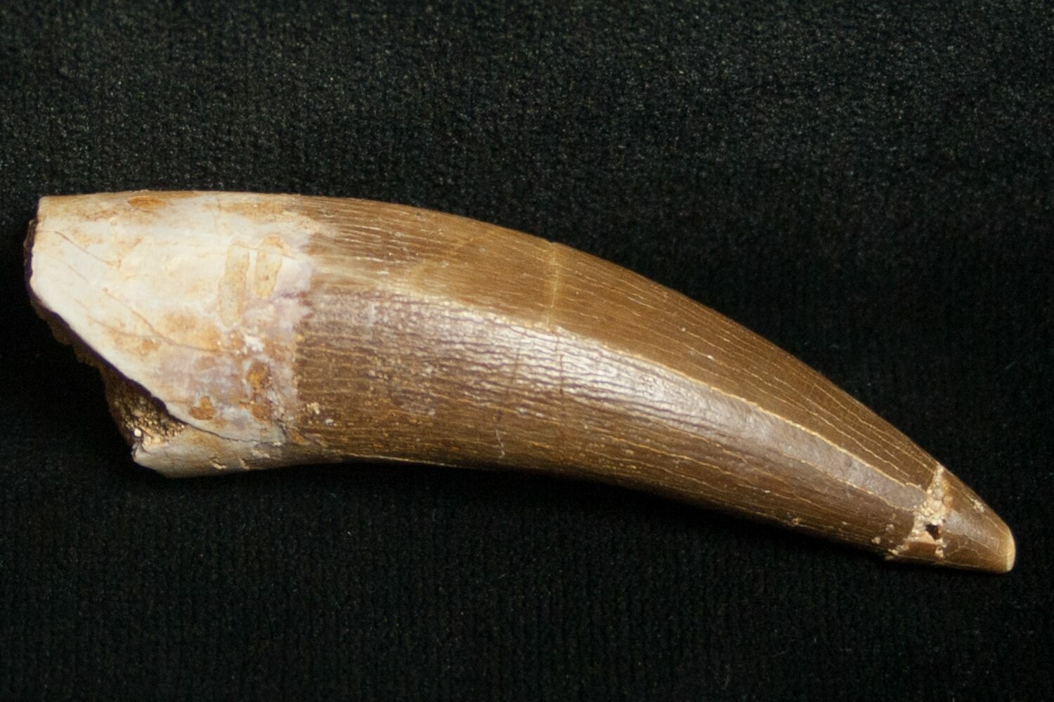 213 Fossil Plesiosaur Tooth Cretaceous Reptile 8666 For Sale