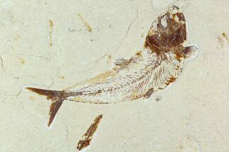 Fossil Fish Plate (Charitosomus & Scombroclupea) - Lebanon #124007