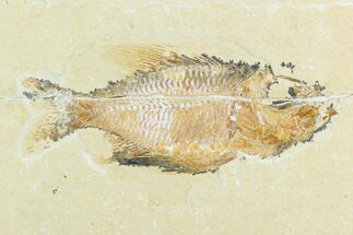 Cretaceous Fossil Fish (Ctenothrissa) - Lebanon #124012
