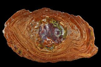 Orange Petrified Wood Round With Purple Center - Arizona #124236