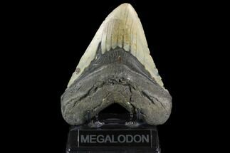 Giant, Fossil Megalodon Tooth - North Carolina #124558
