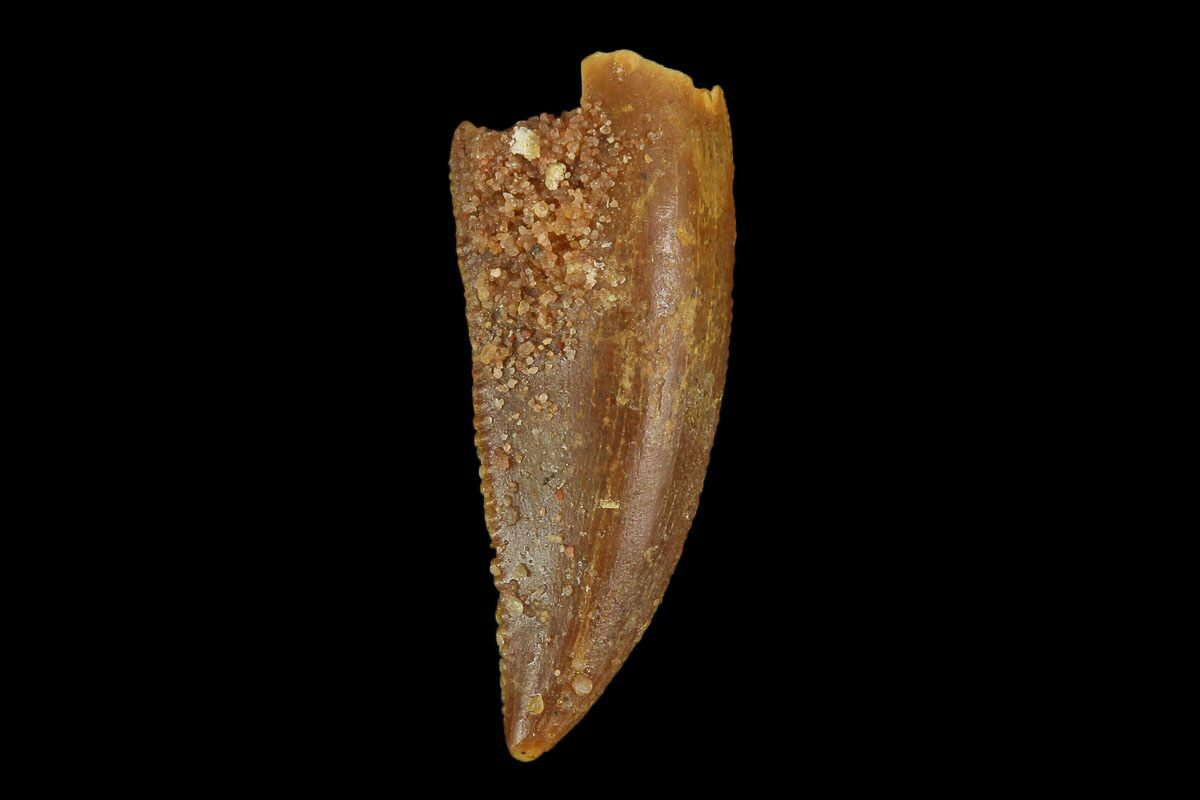 velociraptor tooth fossil