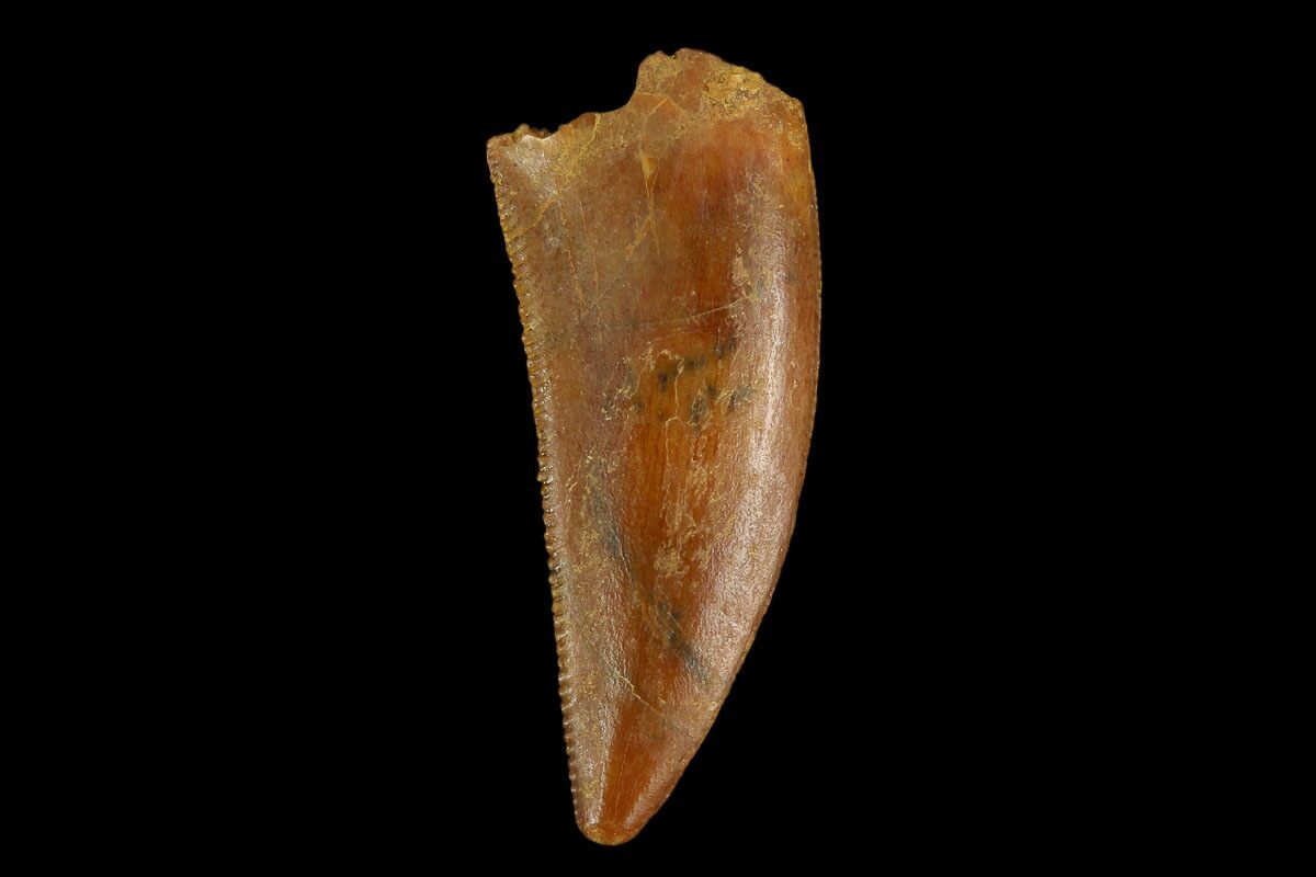 velociraptor tooth fossil