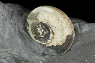Gastropod Fossil in Rock - Germany #125432