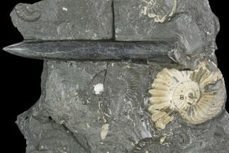 Fossil Belemnite & Ammonites (Pleuroceras) in Rock - Germany #125434