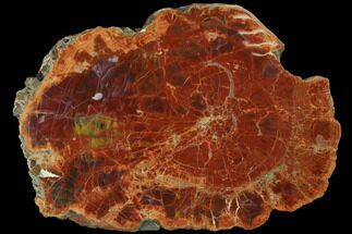 Dark Red/Orange Petrified Wood (Araucarioxylon) Slab - Arizona #125699