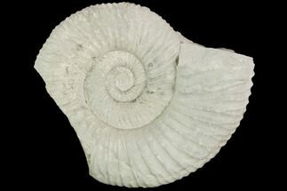 Partial Ammonite (Ataxioceras) Fossil - Drügendorf, Germany #125854
