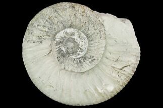 Ammonite (Ataxioceras) Fossil - Drügendorf, Germany #125858