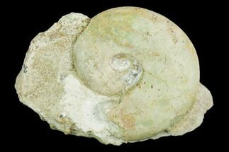 Ammonite (Glochiceras) Fossil on Rock - Germany #125881