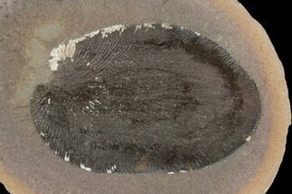 Fossil Seed Fern (Macroneuropteris) In Ironstone- Illinois #120992