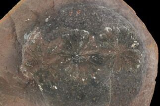 Fossil Horsetail (Annularia) In Ironstone - Illinois #120996