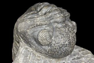 Pedinopariops Trilobite - Mrakib, Morocco #126328