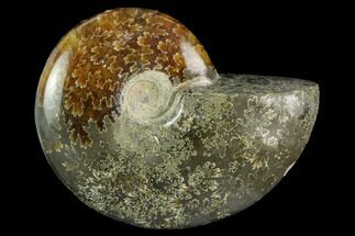 Polished, Agatized Ammonite (Cleoniceras) - Madagascar #119192