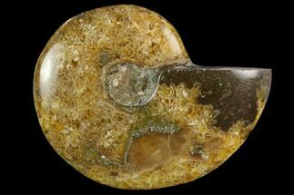 Polished, Agatized Ammonite (Cleoniceras) - Madagascar #119200
