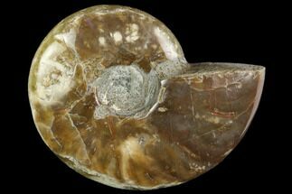 Polished, Agatized Ammonite (Cleoniceras) - Madagascar #119084