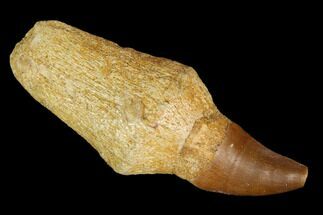 Fossil Rooted Mosasaur (Prognathodon) Tooth - Morocco #116955