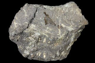 Sauropod Vertebra Section In Stone - Colorado #120317