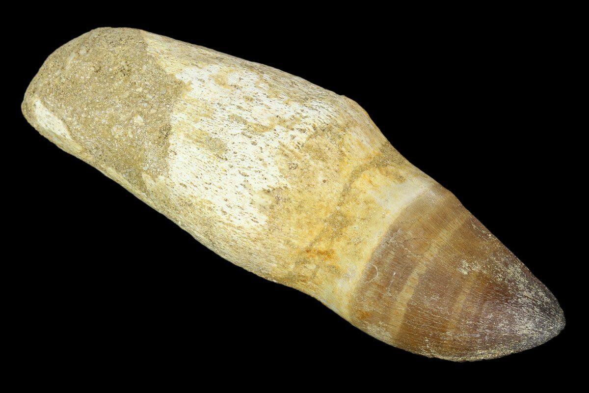 mosasaur tooth fossil