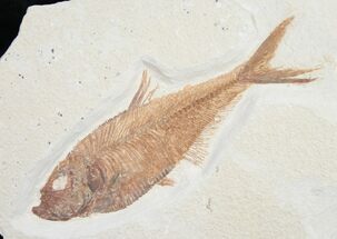 Stunning Diplomystus Fossil Fish #8790