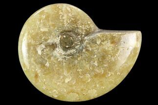 Polished, Agatized Ammonite (Cleoniceras) - Madagascar #119223