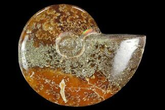 Polished, Agatized Ammonite (Cleoniceras) - Madagascar #119242
