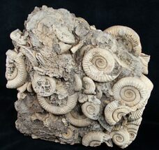 Tall Ammonite Cluster From Germany #8828