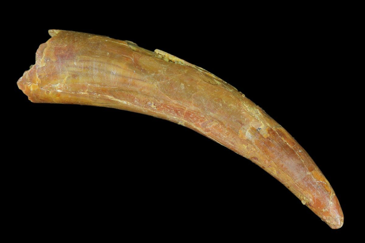 1.54" Pterosaur (Siroccopteryx) Tooth - Morocco For Sale ...