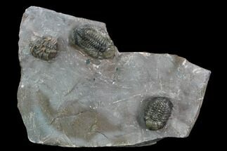 Two Austerops Trilobite - Jorf, Morocco #127725