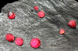 Plate of Twenty Red Embers Garnets in Graphite - Massachusetts #127800