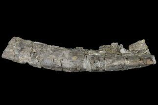 Unprepared Sauropod Rib Section - Morrison Formation #120041