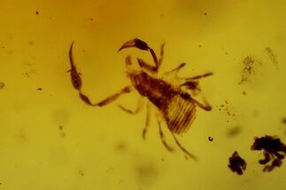 Small Fossil Pseudoscorpion (Arachnid) Preserved In Baltic Amber #128334