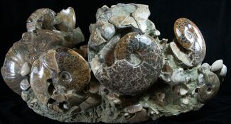 Massive Ammonite Cluster - Wide #8969