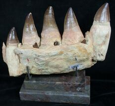Large Mosasaurus Jaw Section On Stand - A Real One! #8970
