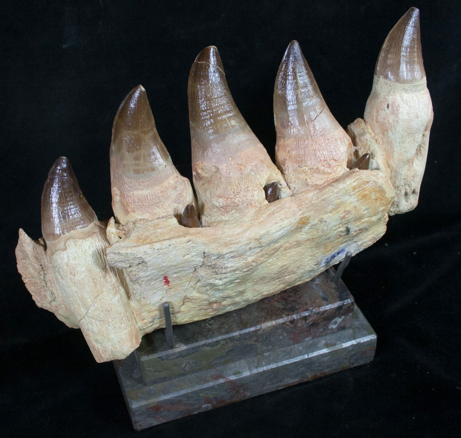 fossil of mosasaurus