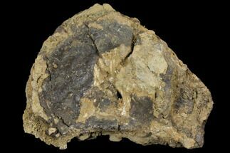 Unprepared Sauropod Vertebra Section - Morrison Formation #120279