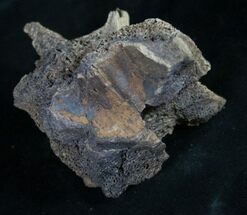 Unidentified Dinosaur Vertebra - Hell Creek #8985