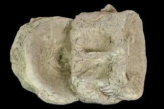 Pair Of Cretaceous Fossil Fish (Xiphactinus) Vertebrae - Kansas #127870