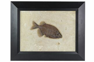 Framed Fossil Fish (Phareodus) - Wyoming #129134