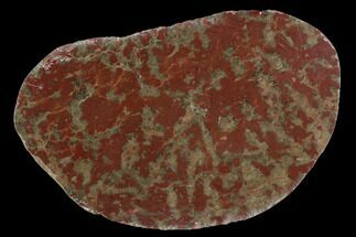 Polished Stromatolite (Inzeria) Slab - Alice Springs, Australia #129186