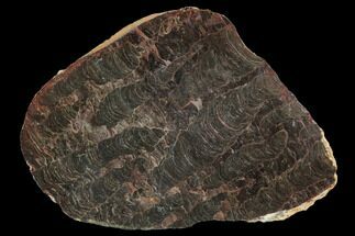Polished Stromatolite (Inzeria) Slab - Million Years #129224