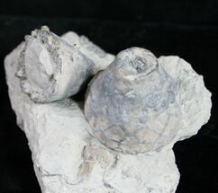 Two Large Eucalyptocrinus Crinoid Crowns #9047