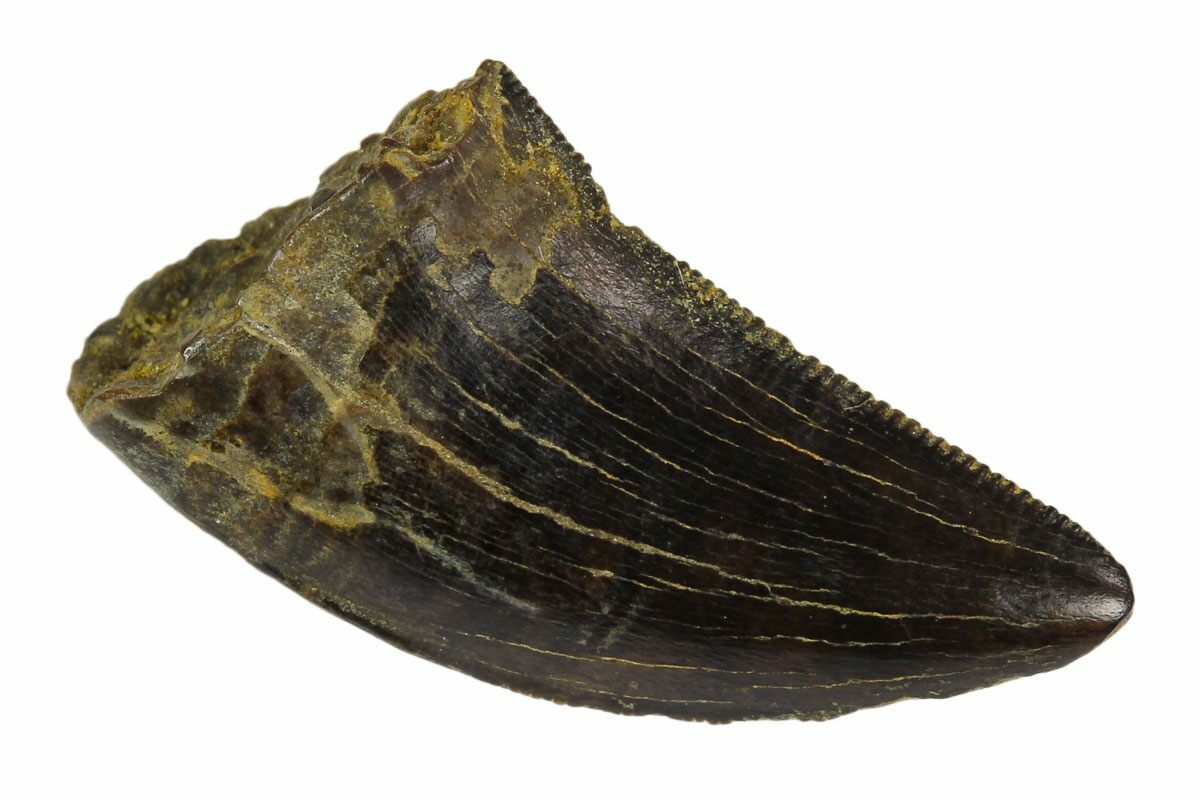 nanotyrannus tooth for sale