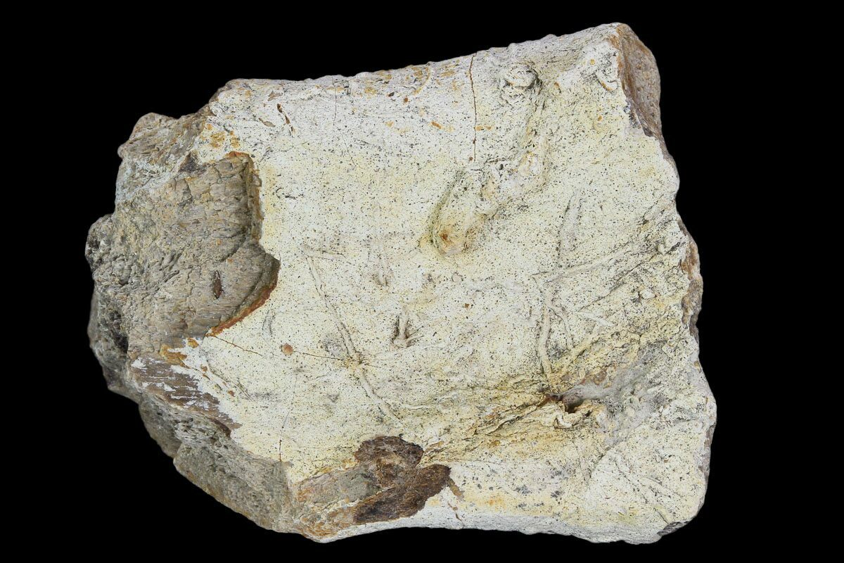 fossil of triceratops