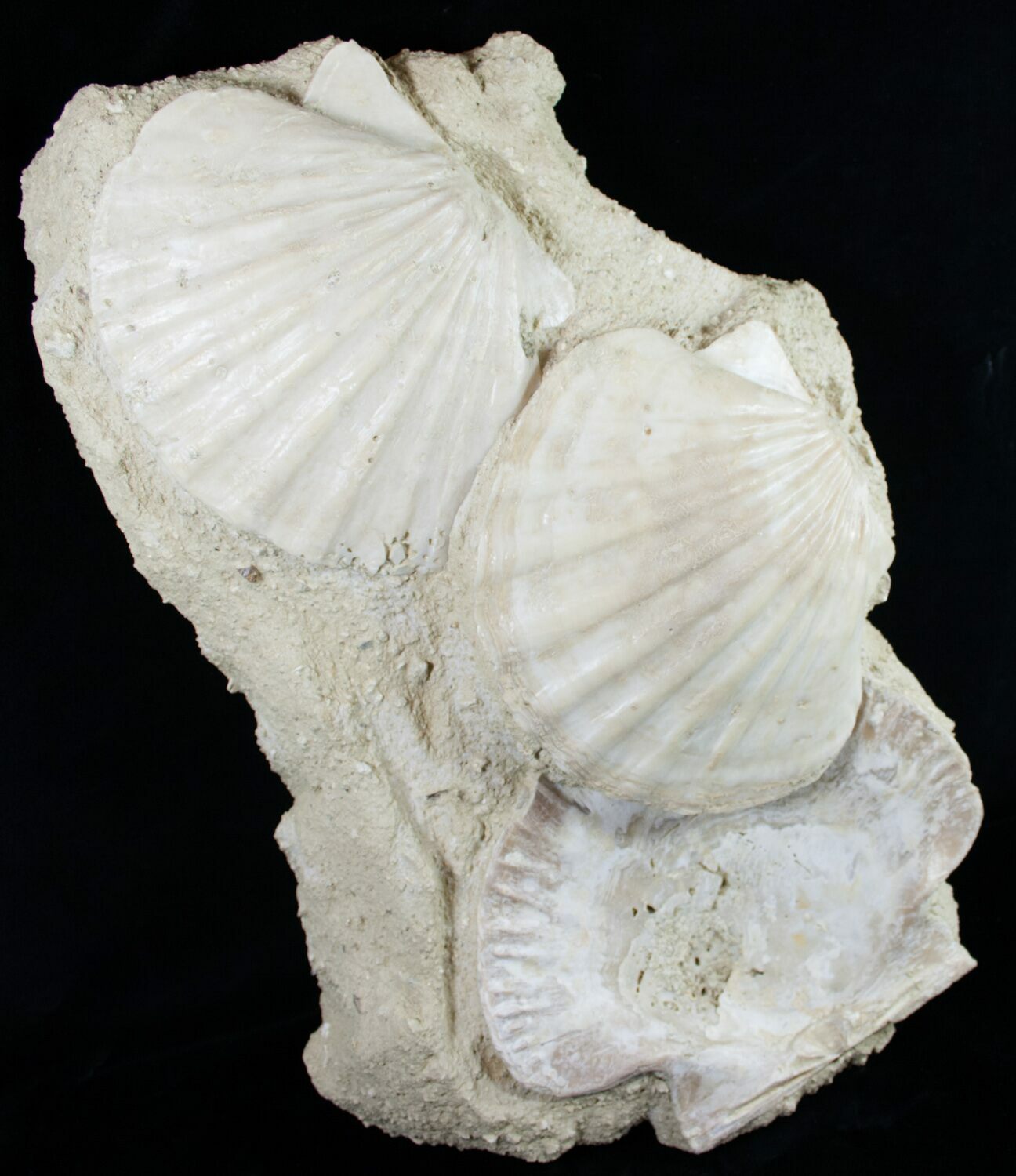 15x10" Miocene Aged Fossil Pectin Plate France For Sale (9050