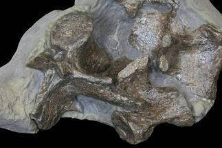 Cluster of Jurassic Crocodile Vertebrae - North Whitby, England #129358