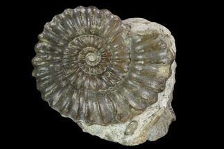Fossil (Androgynoceras) Ammonite - Germany #129527